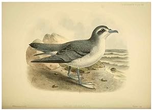 Seller image for Reproduccin/Reproduction 46913614684: A monograph of the petrels (order Tubinares) /. London :Witherby & Co. .,1907-1910. for sale by EL BOLETIN