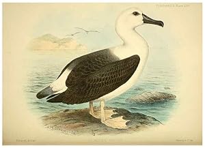 Seller image for Reproduccin/Reproduction 46913625754: A monograph of the petrels (order Tubinares) /. London :Witherby & Co. .,1907-1910. for sale by EL BOLETIN