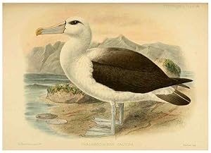 Seller image for Reproduccin/Reproduction 33760466818: A monograph of the petrels (order Tubinares) /. London :Witherby & Co. .,1907-1910. for sale by EL BOLETIN