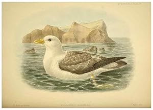 Seller image for Reproduccin/Reproduction 32695295667: A monograph of the petrels (order Tubinares) /. London :Witherby & Co. .,1907-1910. for sale by EL BOLETIN