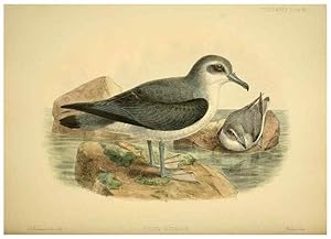 Seller image for Reproduccin/Reproduction 46722216495: A monograph of the petrels (order Tubinares) /. London :Witherby & Co. .,1907-1910. for sale by EL BOLETIN