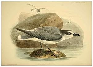 Seller image for Reproduccin/Reproduction 47637914161: A monograph of the petrels (order Tubinares) /. London :Witherby & Co. .,1907-1910. for sale by EL BOLETIN