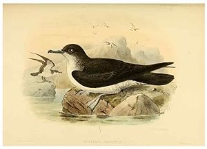 Seller image for Reproduccin/Reproduction 33760279108: A monograph of the petrels (order Tubinares) /. London :Witherby & Co. .,1907-1910. for sale by EL BOLETIN