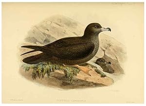 Seller image for Reproduccin/Reproduction 33760280918: A monograph of the petrels (order Tubinares) /. London :Witherby & Co. .,1907-1910. for sale by EL BOLETIN