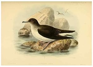 Seller image for Reproduccin/Reproduction 40671184793: A monograph of the petrels (order Tubinares) /. London :Witherby & Co. .,1907-1910. for sale by EL BOLETIN