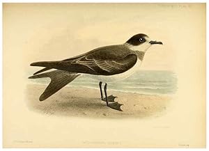 Seller image for Reproduccin/Reproduction 40671174183: A monograph of the petrels (order Tubinares) /. London :Witherby & Co. .,1907-1910. for sale by EL BOLETIN