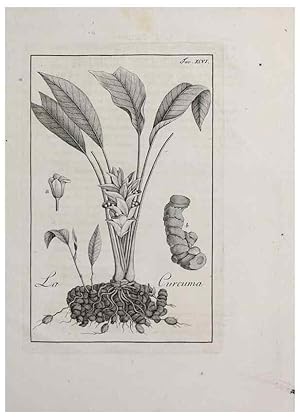 Immagine del venditore per Reproduccin/Reproduction 32340138077: Storia delle piante forastiere le piu` importanti nelluso medico, od economico /. Milano :Nella stamperia di Giuseppe Marelli,1791-1794. venduto da EL BOLETIN