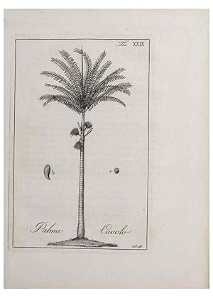 Immagine del venditore per Reproduccin/Reproduction 32340039217: Storia delle piante forastiere le piu` importanti nelluso medico, od economico /. Milano :Nella stamperia di Giuseppe Marelli,1791-1794. venduto da EL BOLETIN