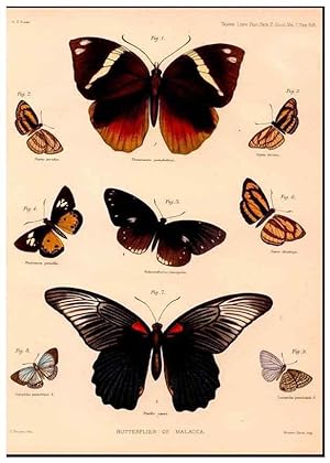 Image du vendeur pour Reproduccin/Reproduction 47951130807: The butterflies of Malacca /. London :The Society,1879. mis en vente par EL BOLETIN