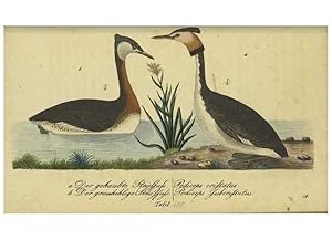 Imagen del vendedor de Reproduccin/Reproduction 33978640468: Fauna Boica oder gemeinnu?tzige Naturgeschichte der Thiere Bayerns. Nu?rnberg :In der E.H. Zehschen Buchhandlung,1835. a la venta por EL BOLETIN