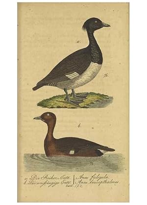 Seller image for Reproduccin/Reproduction 46939670155: Fauna Boica oder gemeinnu?tzige Naturgeschichte der Thiere Bayerns. Nu?rnberg :In der E.H. Zehschen Buchhandlung,1835. for sale by EL BOLETIN