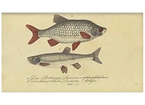Seller image for Reproduccin/Reproduction 33977821948: Fauna Boica oder gemeinnu?tzige Naturgeschichte der Thiere Bayerns /. Nu?rnberg :In der C.H. Zehschen Buchhandlung,1834. for sale by EL BOLETIN