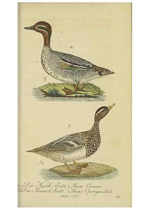 Seller image for Reproduccin/Reproduction 47066508214: Fauna Boica oder gemeinnu?tzige Naturgeschichte der Thiere Bayerns. Nu?rnberg :In der E.H. Zehschen Buchhandlung,1835. for sale by EL BOLETIN