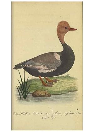 Imagen del vendedor de Reproduccin/Reproduction 40889327873: Fauna Boica oder gemeinnu?tzige Naturgeschichte der Thiere Bayerns. Nu?rnberg :In der E.H. Zehschen Buchhandlung,1835. a la venta por EL BOLETIN