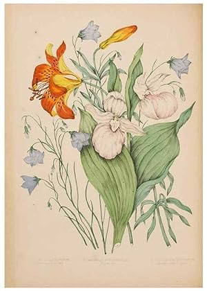 Bild des Verkufers fr Reproduccin/Reproduction 48307771156: Canadian wild flowers. Montre?al :J. Lovell,1868. zum Verkauf von EL BOLETIN