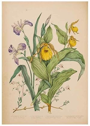 Seller image for Reproduccin/Reproduction 48307881797: Canadian wild flowers. Montre?al :J. Lovell,1868. for sale by EL BOLETIN