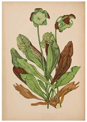 Seller image for Reproduccin/Reproduction 48307772756: Canadian wild flowers. Montre?al :J. Lovell,1868. for sale by EL BOLETIN
