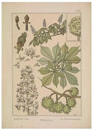 Seller image for Reproduccin/Reproduction 48309062957: La plante et ses applications ornementales /. Paris :Librairie Centrale des Beaux-Arts, E. Le?vy, e?diteur .[1896]. for sale by EL BOLETIN