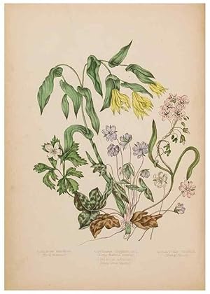 Bild des Verkufers fr Reproduccin/Reproduction 48307884547: Canadian wild flowers. Montre?al :J. Lovell,1868. zum Verkauf von EL BOLETIN