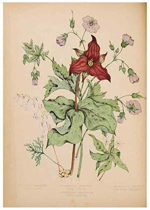 Immagine del venditore per Reproduccin/Reproduction 48307881442: Canadian wild flowers. Montre?al :J. Lovell,1868. venduto da EL BOLETIN