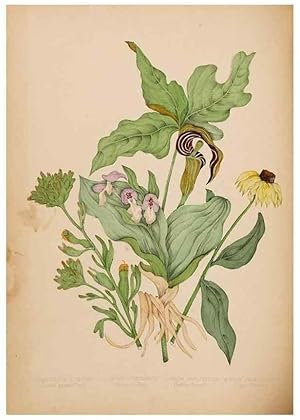 Seller image for Reproduccin/Reproduction 48307880187: Canadian wild flowers. Montre?al :J. Lovell,1868. for sale by EL BOLETIN