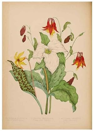 Immagine del venditore per Reproduccin/Reproduction 48307880947: Canadian wild flowers. Montre?al :J. Lovell,1868. venduto da EL BOLETIN