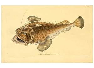 Seller image for Reproduccin/Reproduction 45830563632: The natural history of British fishes :. London :Printed for the author, and for F. and C. Rivington,1802-08. for sale by EL BOLETIN