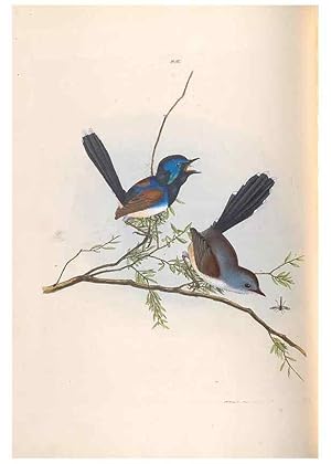 Seller image for Reproduccin/Reproduction 46442722382: A natural history of the birds of New South Wales collected, engraved, and faithfully painted after nature /. London :Printed for J.H. Bohte,1822. for sale by EL BOLETIN