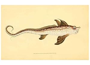 Seller image for Reproduccin/Reproduction 45156116914: The natural history of British fishes :. London :Printed for the author, and for F. and C. Rivington,1802-08. for sale by EL BOLETIN