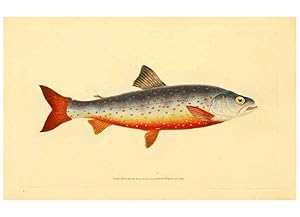 Image du vendeur pour Reproduccin/Reproduction 44063608010: The natural history of British fishes :. London :Printed for the author, and for F. and C. Rivington,1802-08. mis en vente par EL BOLETIN