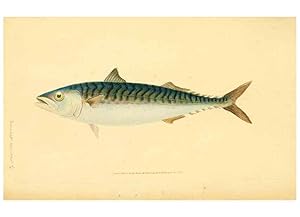 Seller image for Reproduccin/Reproduction 45830592292: The natural history of British fishes :. London :Printed for the author, and for F. and C. Rivington,1802-08. for sale by EL BOLETIN