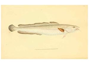 Seller image for Reproduccin/Reproduction 30941048587: The natural history of British fishes :. London :Printed for the author, and for F. and C. Rivington,1802-08. for sale by EL BOLETIN
