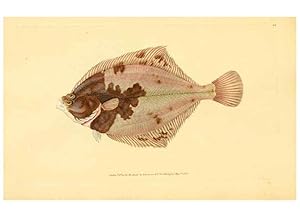 Image du vendeur pour Reproduccin/Reproduction 45156099204: The natural history of British fishes :. London :Printed for the author, and for F. and C. Rivington,1802-08. mis en vente par EL BOLETIN