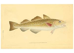 Seller image for Reproduccin/Reproduction 45880297371: The natural history of British fishes :. London :Printed for the author, and for F. and C. Rivington,1802-08. for sale by EL BOLETIN