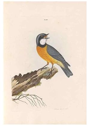 Seller image for Reproduccin/Reproduction 32621349168: A natural history of the birds of New South Wales collected, engraved, and faithfully painted after nature /. London :Printed for J.H. Bohte,1822. for sale by EL BOLETIN