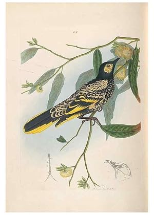 Seller image for Reproduccin/Reproduction 31554144847: A natural history of the birds of New South Wales collected, engraved, and faithfully painted after nature /. London :Printed for J.H. Bohte,1822. for sale by EL BOLETIN