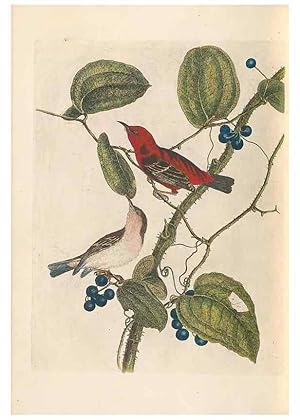 Seller image for Reproduccin/Reproduction 31554380687: A natural history of the birds of New South Wales collected, engraved, and faithfully painted after nature /. London :Printed for J.H. Bohte,1822. for sale by EL BOLETIN