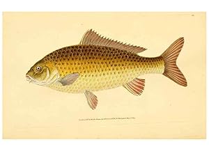 Image du vendeur pour Reproduccin/Reproduction 45156115074: The natural history of British fishes :. London :Printed for the author, and for F. and C. Rivington,1802-08. mis en vente par EL BOLETIN