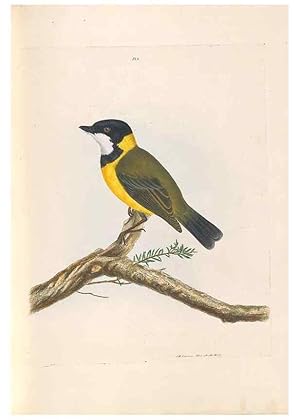 Seller image for Reproduccin/Reproduction 46494086201: A natural history of the birds of New South Wales collected, engraved, and faithfully painted after nature /. London :Printed for J.H. Bohte,1822. for sale by EL BOLETIN