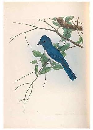 Seller image for Reproduccin/Reproduction 32621359398: A natural history of the birds of New South Wales collected, engraved, and faithfully painted after nature /. London :Printed for J.H. Bohte,1822. for sale by EL BOLETIN