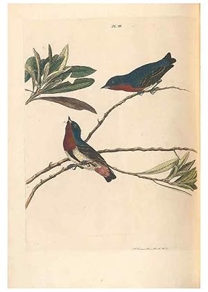 Seller image for Reproduccin/Reproduction 45770839054: A natural history of the birds of New South Wales collected, engraved, and faithfully painted after nature /. London :Printed for J.H. Bohte,1822. for sale by EL BOLETIN