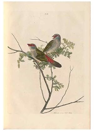 Seller image for Reproduccin/Reproduction 45581175385: A natural history of the birds of New South Wales collected, engraved, and faithfully painted after nature /. London :Printed for J.H. Bohte,1822. for sale by EL BOLETIN