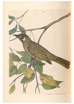 Seller image for Reproduccin/Reproduction 31554364627: A natural history of the birds of New South Wales collected, engraved, and faithfully painted after nature /. London :Printed for J.H. Bohte,1822. for sale by EL BOLETIN