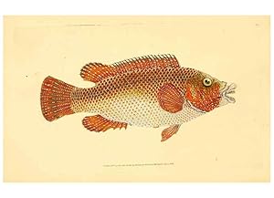 Seller image for Reproduccin/Reproduction 30941005967: The natural history of British fishes :. London :Printed for the author, and for F. and C. Rivington,1802-08. for sale by EL BOLETIN