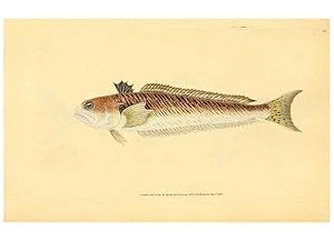 Image du vendeur pour Reproduccin/Reproduction 45156110114: The natural history of British fishes :. London :Printed for the author, and for F. and C. Rivington,1802-08. mis en vente par EL BOLETIN