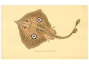 Seller image for Reproduccin/Reproduction 32008848778: The natural history of British fishes :. London :Printed for the author, and for F. and C. Rivington,1802-08. for sale by EL BOLETIN