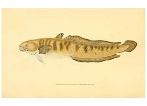 Seller image for Reproduccin/Reproduction 44063562010: The natural history of British fishes :. London :Printed for the author, and for F. and C. Rivington,1802-08. for sale by EL BOLETIN