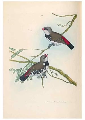 Seller image for Reproduccin/Reproduction 44677193700: A natural history of the birds of New South Wales collected, engraved, and faithfully painted after nature /. London :Printed for J.H. Bohte,1822. for sale by EL BOLETIN