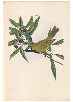 Seller image for Reproduccin/Reproduction 45580949855: A natural history of the birds of New South Wales collected, engraved, and faithfully painted after nature /. London :Printed for J.H. Bohte,1822. for sale by EL BOLETIN