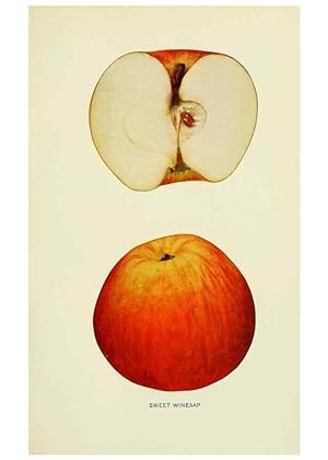 Immagine del venditore per Reproduccin/Reproduction 41737540384: The apples of New York,. Albany,J. B. Lyon Co., Printers,1905. venduto da EL BOLETIN